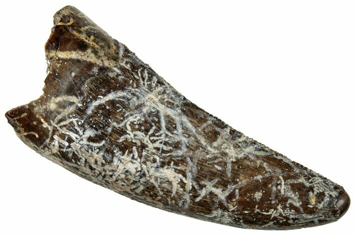 Fossil Dinosaur (Tyrannosaurus rex) Tooth - Montana #321297